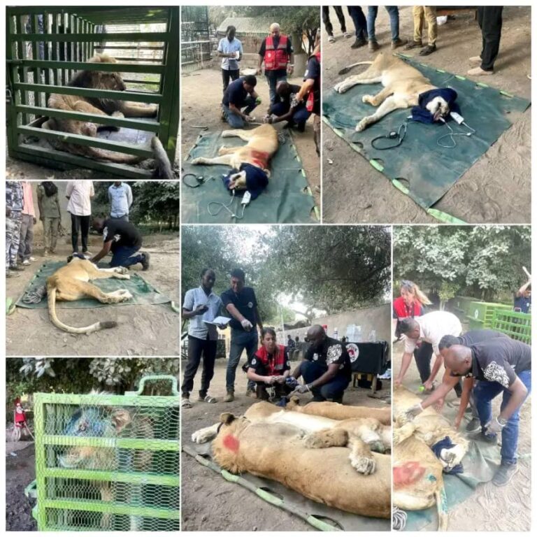 حماية-الحياة-البرية-في-السودان