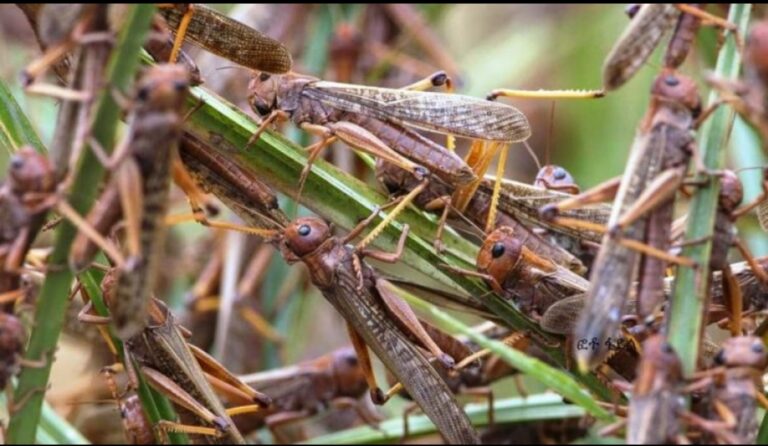 انتشار الجراد