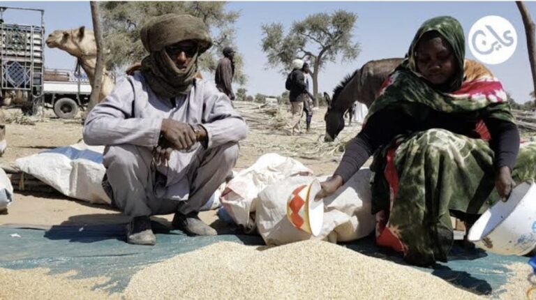 الذرة في جنوب دارفور