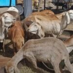 نيالا تستقبل آلاف الأضاحي .. واستقرار الأسعار ينعش الأسواق قبيل العيد
