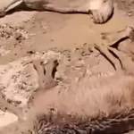 ذهب مسموم يفتك بالمواشي .. مخاوف من كارثة بيئية تهدد سكان نهر النيل