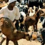 حظر التصدير وانهيار الجنيه يفجران أسعار الأضاحي بالسودان .. وفجوة حادة بين ولايات الإنتاج والاستهلاك